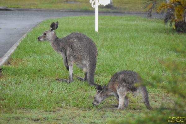 Kangaroos: Friends in our front yard.