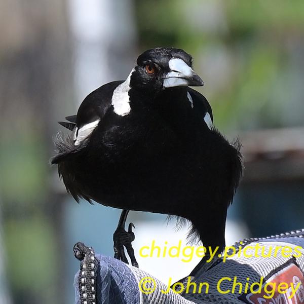 Angry Magpie: For some reason this Magpie has an angry look in its eye!