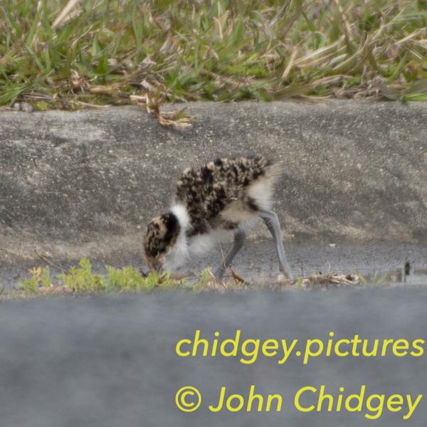 Baby Plover: My family refer to the Plover chicks as “Fluff Balls”. Every breeding season the Plovers nest and their little babies walk through the yard. This one is having a drink from a nearby rainwater gutter on the street. Look out for cars mate!