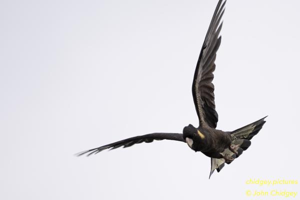 Black Cockatoo Incoming: A small flock of Black Cockatoos were circulating in the backyard and I was lucky to grab some great shots as they flew overhead.