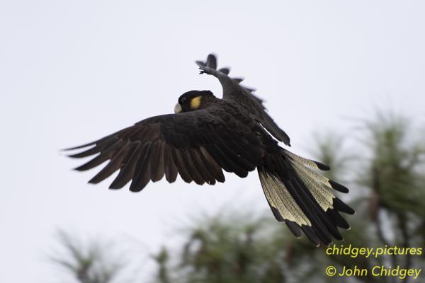 Black Cockatoo Landing: A small flock of Black Cockatoos were circulating in the backyard and I was lucky to grab some great shots as they flew overhead, with this one coming in to land.