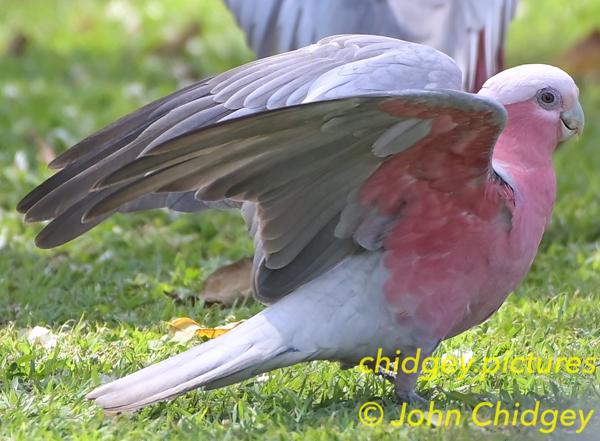 Galah Stretching: Galahs go crazy over the seeds falling from some nearby trees. This one seems very content…