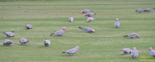 Galahs Feeding: A large flock of Galahs having an afternoon snack at the local Cricket Grounds.