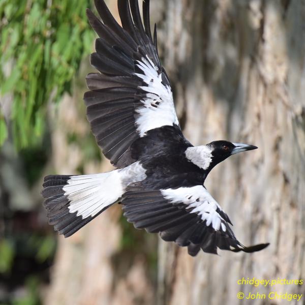 Magpie Taking Off: I have an affinity for Magpies. They’re very misunderstood birds in Australia, which many hating them when they swoop as you walk or ride past their nests beside roadways and parks. They have generational learning meaning at some point in the past in their family tree, one of them was treated badly by a human and now they’ve learned to hate humans. We have some that regularly visit us in our yard and they come up to us very close and are very chatty and friendly. This one is just launching from a fenceline.