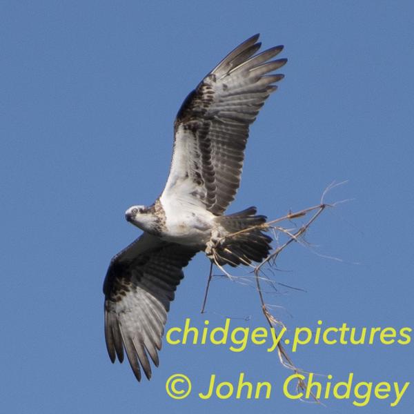 Osprey Nesting: Osprey’s are one of those beautiful coastal birds, often confused with Eagles they only hunt fish and have a smaller, flatter bill compared to an Eagle. I spotted this beauty when I was waiting for my sons soccer game to start. Nesting high on a lighting tower and carrying another large grass stem for their nest.