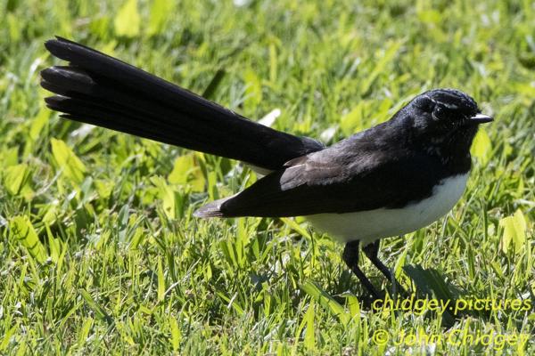 Willie Wagtail: Always just called these jumpy little birds “Wagtails” but their full colloquial name is actually a “Willie Wagtail”. They jump around a lot and use their longer tails to keep balance. It’s mesmerising to watch.