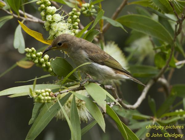 Brown Honeyeater Acacia: A Brown Honeyeater, doing what its namesake suggests and eating some pollen from the flowering Acacia trees in my backyard as we come into spring.