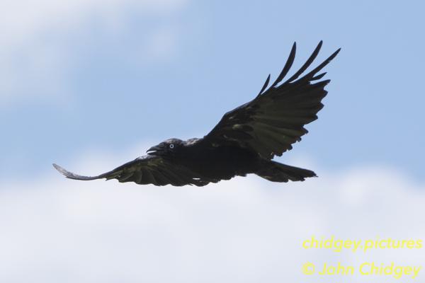 Crow In Flight: I don’t really find Crows interesting - they’re actually annoying scavengers but they can be graceful in flight, so there’s that.