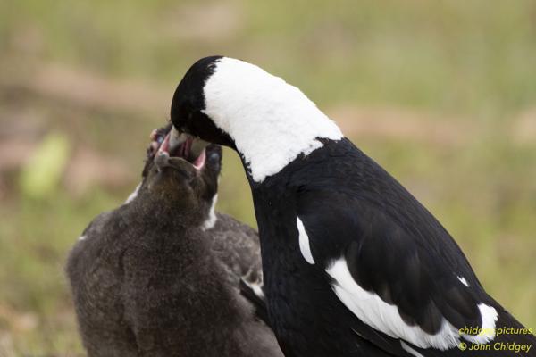 Magpie Feeding His Child: A Magpie father feeds his juvenile a nice juicy bug. You can always tell the juvenile Magpies with their greyish feathers but also their incessant yapping (children of most animal seem to be good at saying…‘feed me, feed me…’) and the pure white nape (back of their neck) is the giveaway for a Male Magpie. Nice to see Magpie fathers stepping up and feeding the kids.