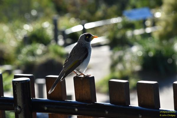 Manorina Melanocephala on a Fence: “Manorina Melanocephala” are most commonly called Noisy Miners. This once wasn’t being particularly noisy, just sitting on the fence.