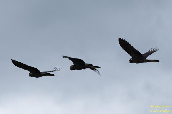 Trio of Yellow Tailed Black Cockatoos: I love Black Cockatoos and the Yellow-tails are just beautiful! I was lucky to grab three of them as they flew overhead during a game of cricket, in the usual V-like formation (or half of one) you’d expect more from ducks.