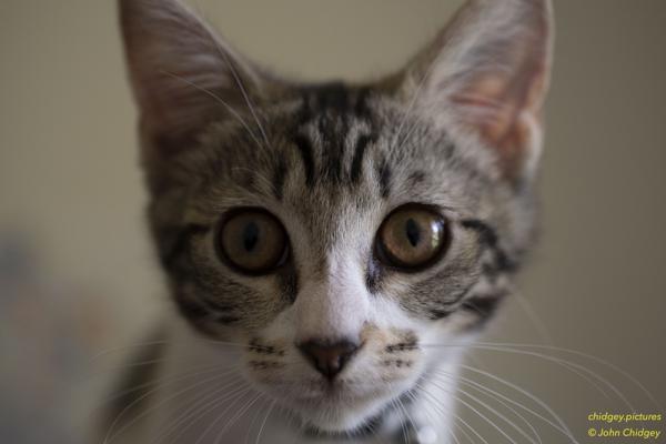 Kitten Close Up: There’s no question I’m a cat person. Evie is our newest family member and like all Kittens is curious as anything. As she attempted to figure out what the Macro Lens was, I captured this. I love her expression so much.