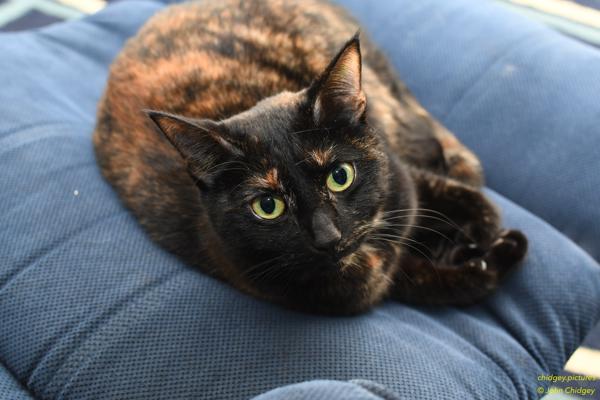 Our Cat Cammie: We have two cats, and this is of Cammie. She was a rescue and has quite a skittish temperament but she’s also very affectionate if she likes you. This shot is one of her best angles in my opinion.