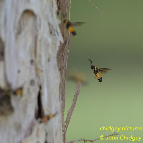 Paperbark Sawfly: The Paperbark Tree is home to a nest of Paperbark Sawflies, which are technically a Wasp however aren't harmful to humans.