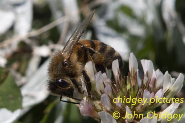 A Bee: I’m allergic to bee stings, but I still find Bees to be captivating.