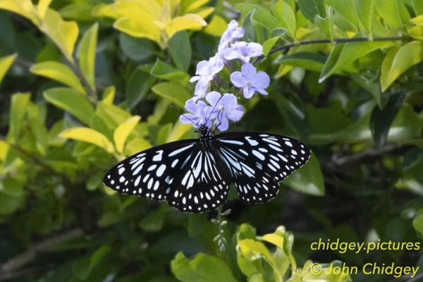 Blue Spotted Butterfly: A Butterfly feeding on some nectar because, why not?