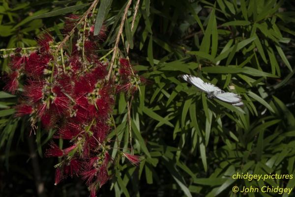 Butterfly Soaring: A Butterfly soaring in to grab some nectar from a Wattle tree.