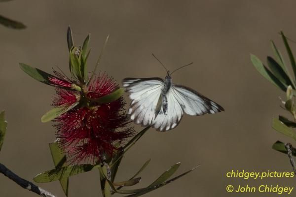 Butterfly Takeoff: A Butterfly taking off from a Wattle Tree.