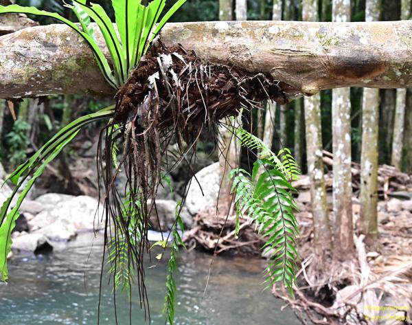 Fallen Orchid: Cedar Creek runs through the range near North Mount Tamborine and downstream from the Curtis Falls there are multiple beautiful small rapids like this. Far downstream after recent floods this tree with an Orchid lays perfectly between each bank, now facing downward but still thriving.