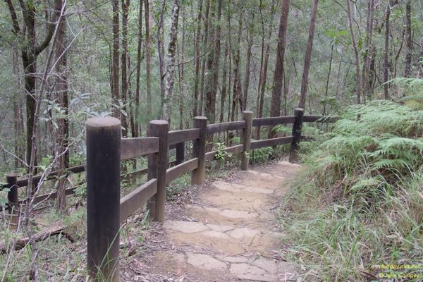 Glasshouse Mountains Bushwalking Path: Behind the Glasshouse Mountains Lookout there is a short bushwalking track that takes you through some semi-open woodland country.