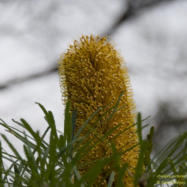 Hairpin Banksia Spinulosa: The Banksia Tree is delightful and the Spinolosa is more commonly referred to as the Hairpin, based on the flower and seeds appearance when in flower.