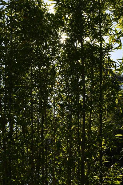 Bamboo: Looking through the Bamboo in the backyard.