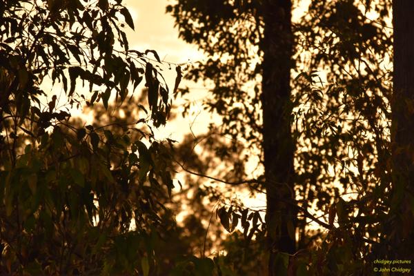 Bushland Sunset: Photo taken through the bushland at sunset.