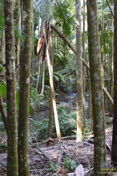 Mary Cairncross Reserve: Near Maleny, there’s a protected reserve called the “Mary Cairncross Reserve” which is a temperate rain-forest with several bushwalking tracks. This photo was taken near the lowest point where the creek fans out into the lagoon (of sorts).