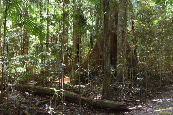 Mary Cairncross Reserve Part Two: Near Maleny, there’s a protected reserve called the “Mary Cairncross Reserve” which is a temperate rain-forest with several bushwalking tracks. This photo was taken near the highest point in the tracks, through the bush.