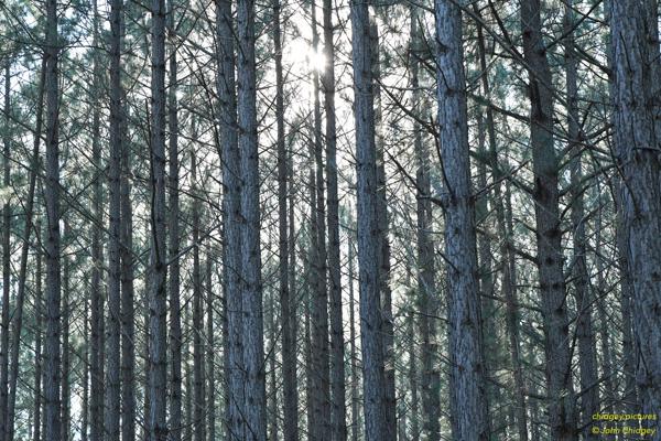 Pine Forest: The area around where I live has many pine forest plantations. This is view of a small part of one of those in early morning.