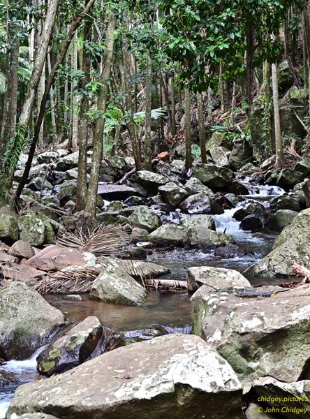 Cedar Creek Downstream: Cedar Creek runs through the range near North Mount Tamborine and downstream from the Curtis Falls there are multiple beautiful small rapids like this. Further downstream after recent floods many trees and branches are now strewn across the stream.