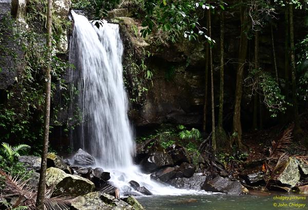 Curtis Falls: Curtis Falls sits only 50m back from the roadway above, as Cedar Creek drops as it flows through Mount Tamborine.