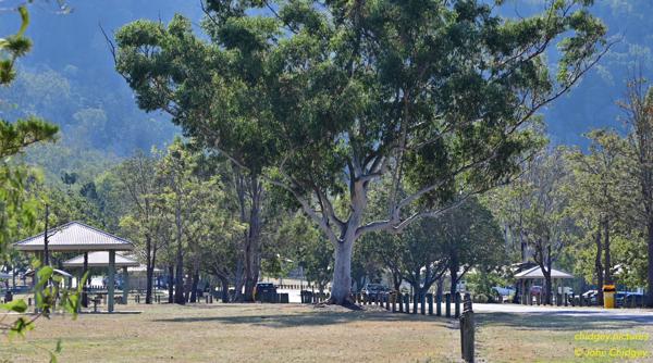 Somerset Sam Spit: The Somerset Dam Spit extends out into the Lake and has a boat ramp, tables and pergolas with BBQs. This beautiful gum tree providing some afternoon shade too.