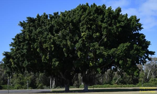 Twin Trees: Two trees that grew into each other looks oddly poetic and I’m not sure why.